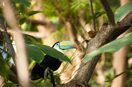 Kolumbien Rundreisen - Tukan im kolumbianischen Amazonas