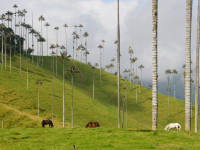 Kolumbien Sehenswürdigkeit Valle de Cocora