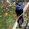 Vogel-Stadtpark-Panama