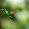 Kolibri in Kolumbien