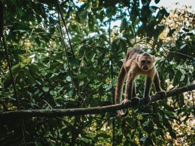 Affe im Amazonas bei Leticia