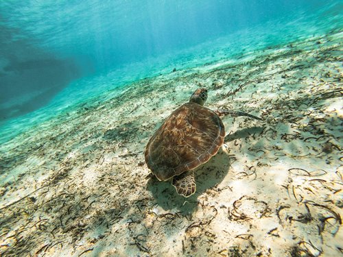 Schildkröte - Islas del Rosario