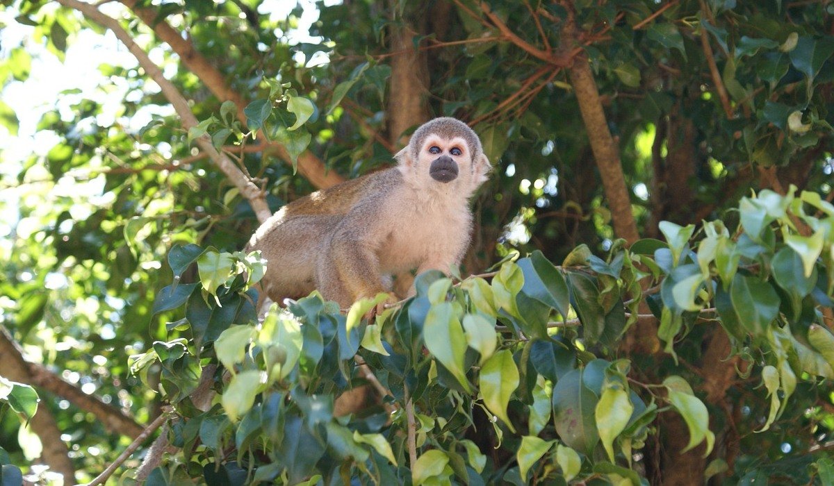 Amazonas Affe