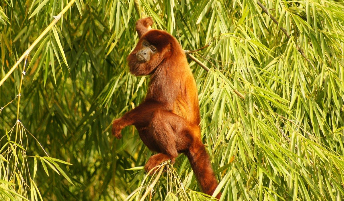 affe