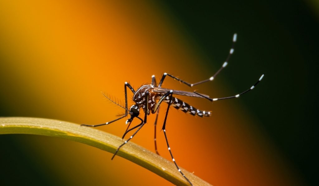 Aedes aegypti - Kolumbien Individual