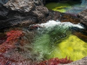 Caños cristales - Kolumbien