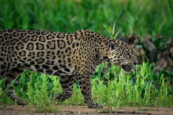 Jaguar in der Natur Kolumbiens - Kolumbien Individual