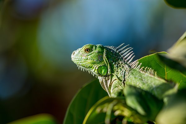 Leguan