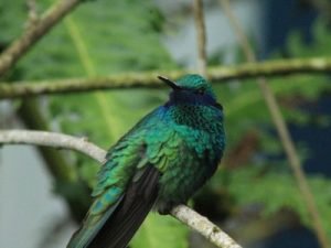 Manizales- Kolumbien