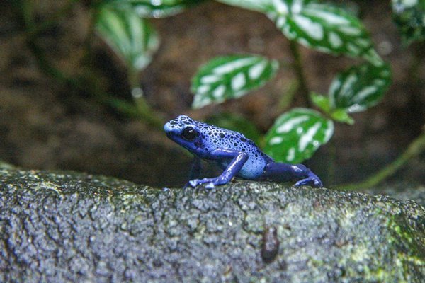 Pfeilgiftfrosch Kolumbien Tiere - Kolumbien Individual