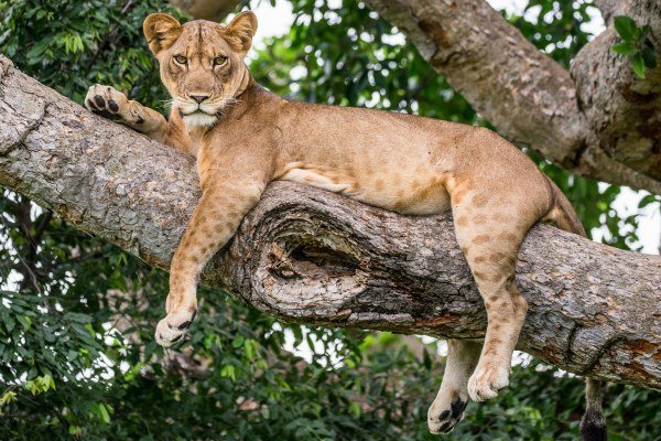 Puma - Kolumbien Individual